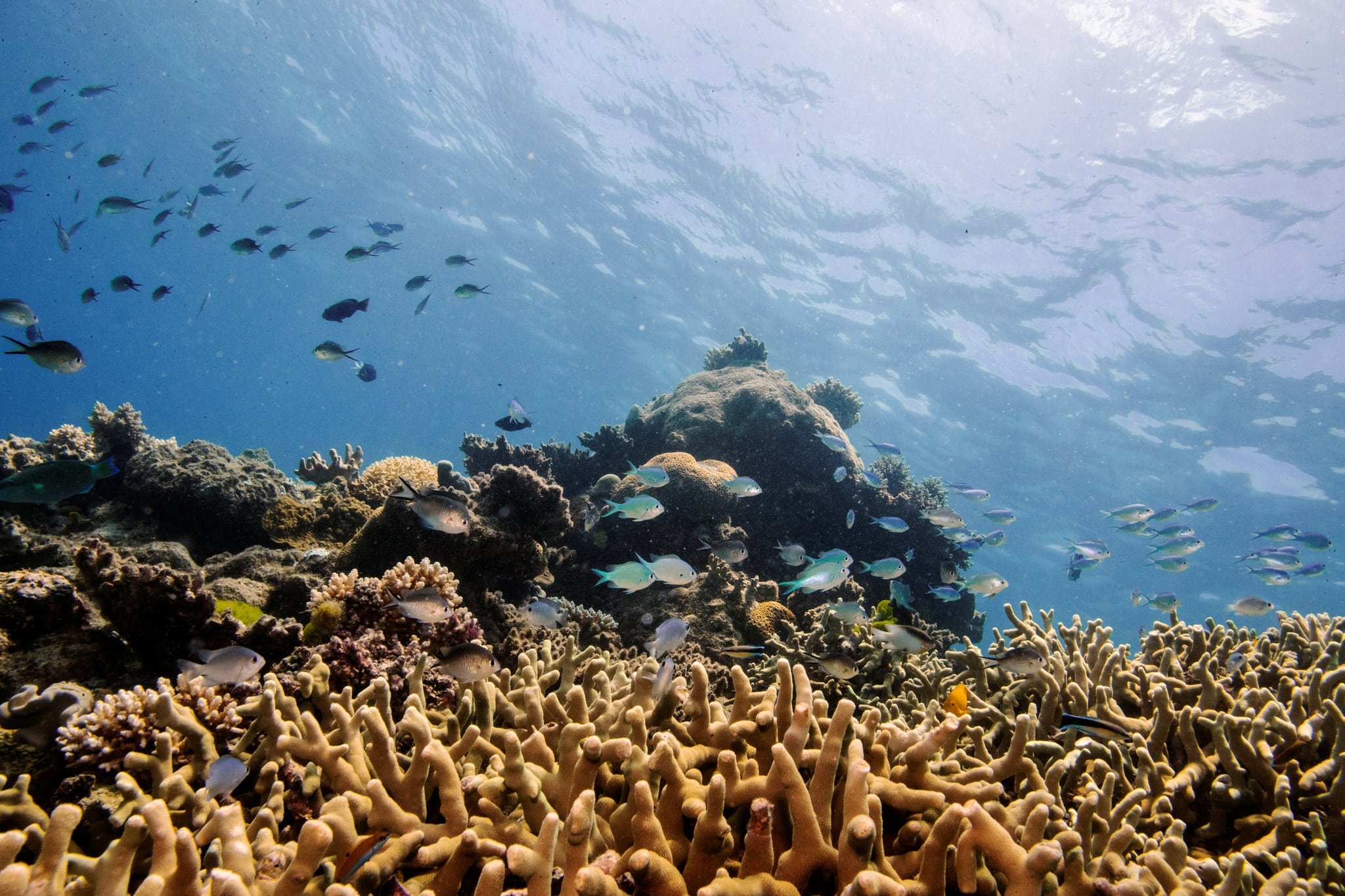 grande barriera corallina australia sbiancamento