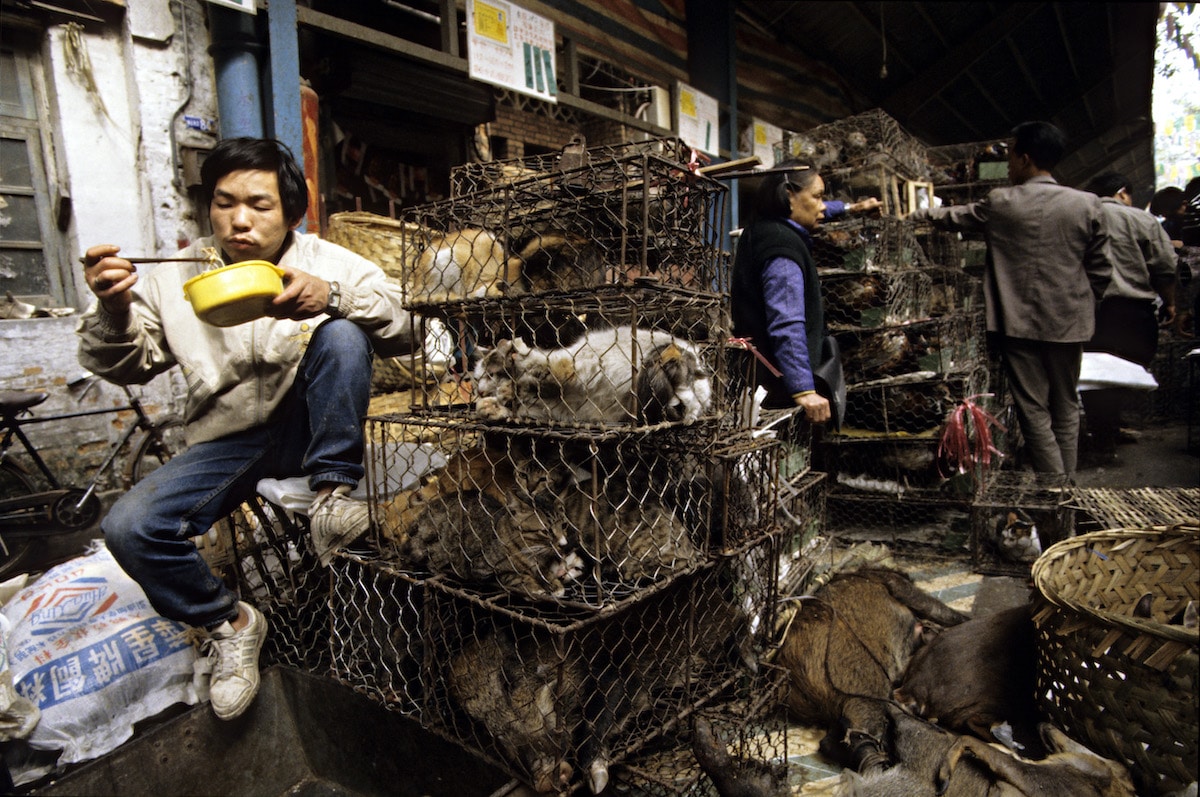 Animali venduti come cibo in Cina gatti cani
