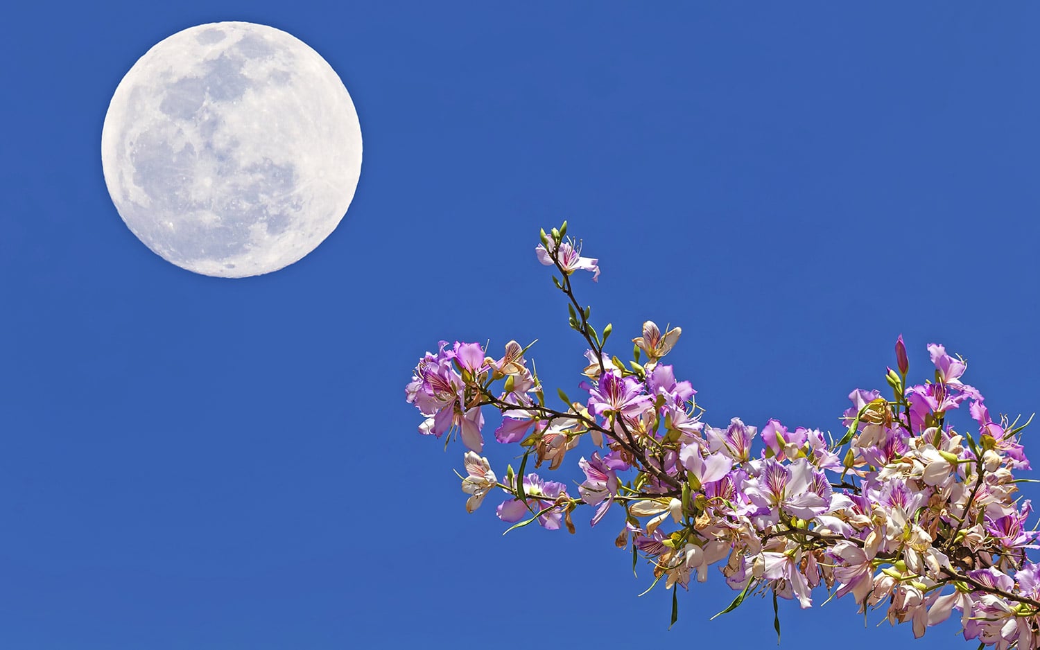 Superluna maggio 2020 Luna dei Fiori Flower moon