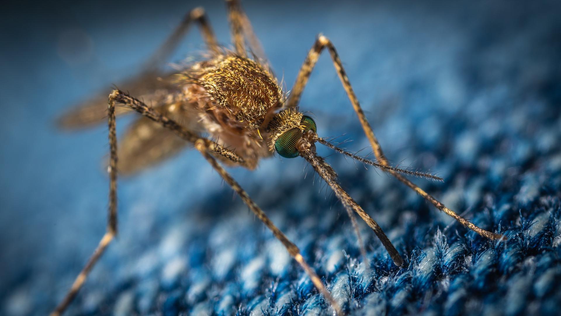 Gli scienziati della Connecticut Agricultural Experiment Station hanno iniziato il loro programma annuale di monitoraggio e test per le malattie virali trasmesse dalle zanzare.