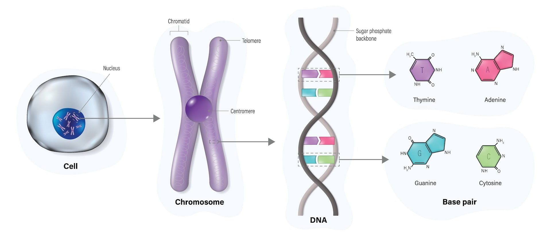  CHM13,  cromosoma y,  T2T,  genoma umano,  genoma cos'è,  genoma umano cos'è,  genoma umano lunghezza,  genoma umano quanti geni,  genoma umano cromosomi,  cromosomi umani,  cromosomi sessuali,  cromosomi x y,  cromosomi uomo,  cromosomi maschili,  cromosomi sessuali xy,  cromosomi sessuali maschili,  cromosomi sessuali dove sono,  cromosomi sessuali uomo,  cromosoma y maschio,  cromosoma fertilità maschile,  cromosomi e fertilita,  genetica scoperta,  genoma scoperta,  sequenza genetica genoma