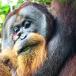 “Sono una balenottera azzurra, sono qui”: i ricercatori ascoltano con gioia le canzoni che alludono alla rinascita dell’Antartide