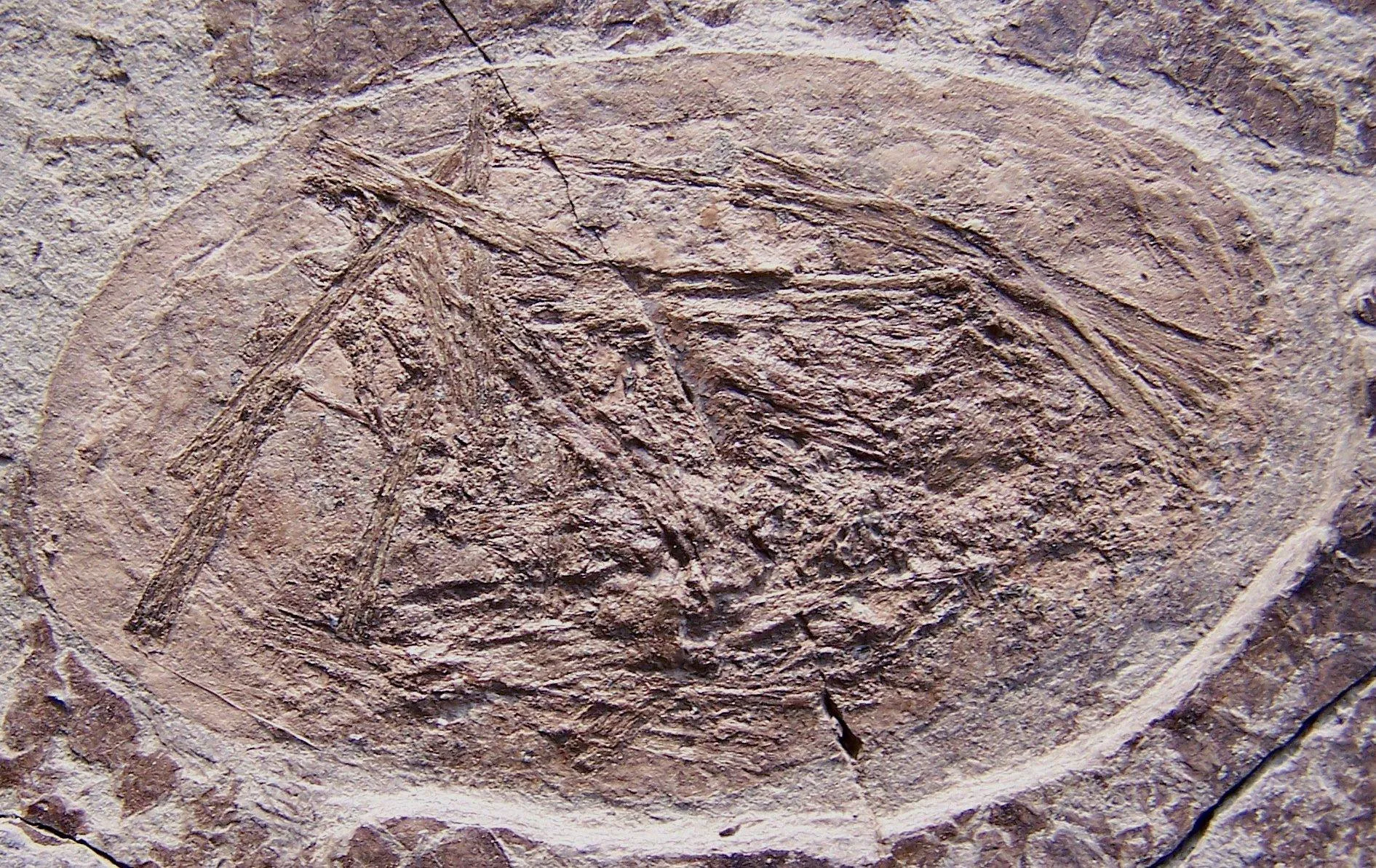 pterodattilo fossile