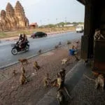 Safari ora blocca tutti i cookie di terze parti come impostazione predefinita