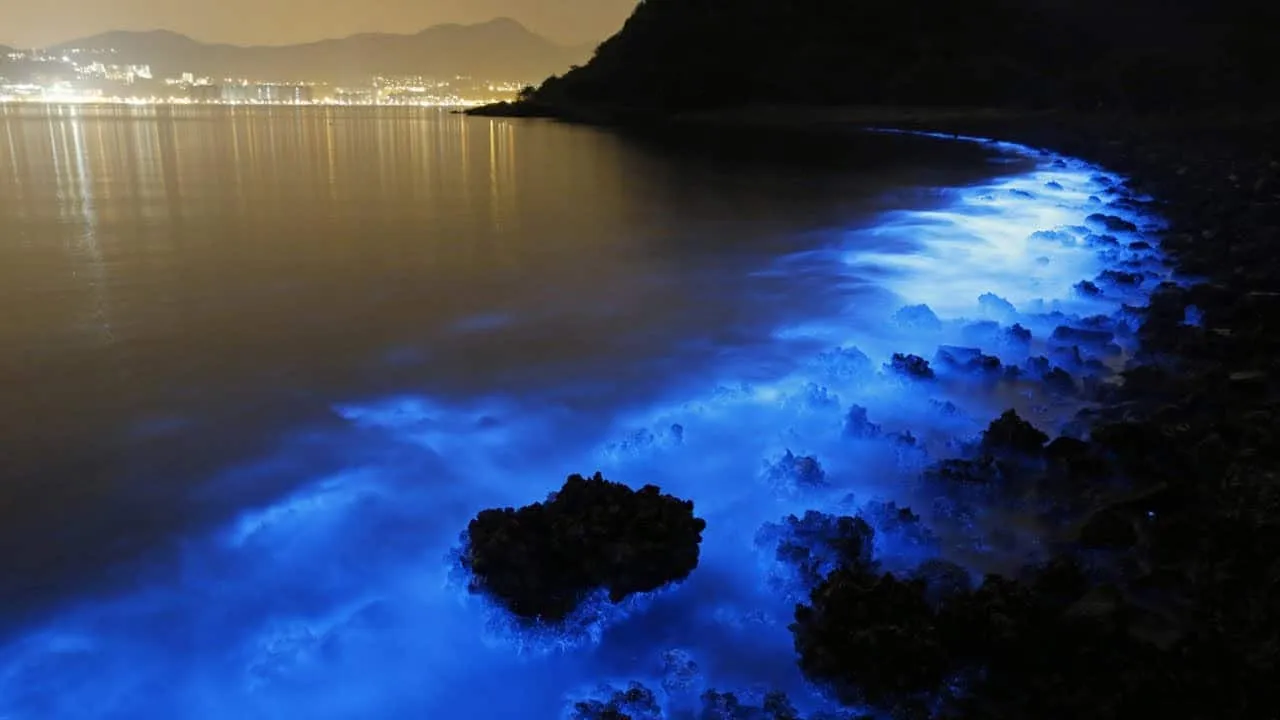 Bioluminescenza-delfini california