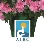 Guarda in diretta il grande asteroide 1998 OR2 poco prima del suo sorvolo della Terra