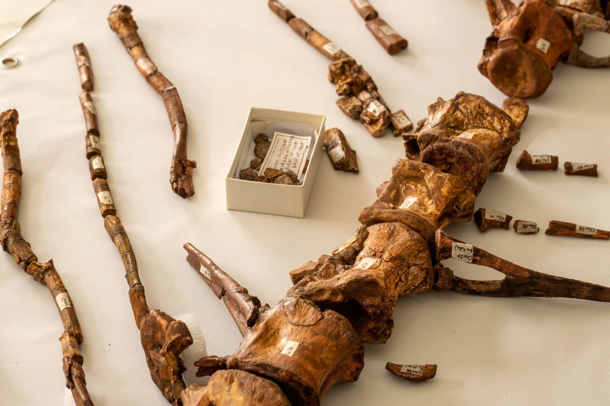 spinosaurus coda nuoto