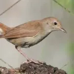 Zoom accusato di presunta divulgazione illegale di dati personali