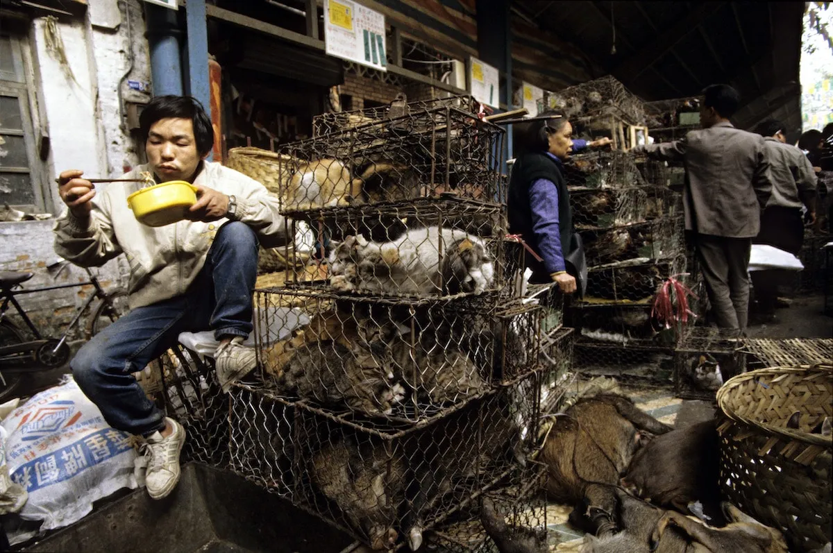 Animali venduti come cibo in Cina gatti cani