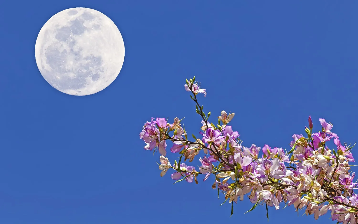 Superluna maggio 2020 Luna dei Fiori Flower moon