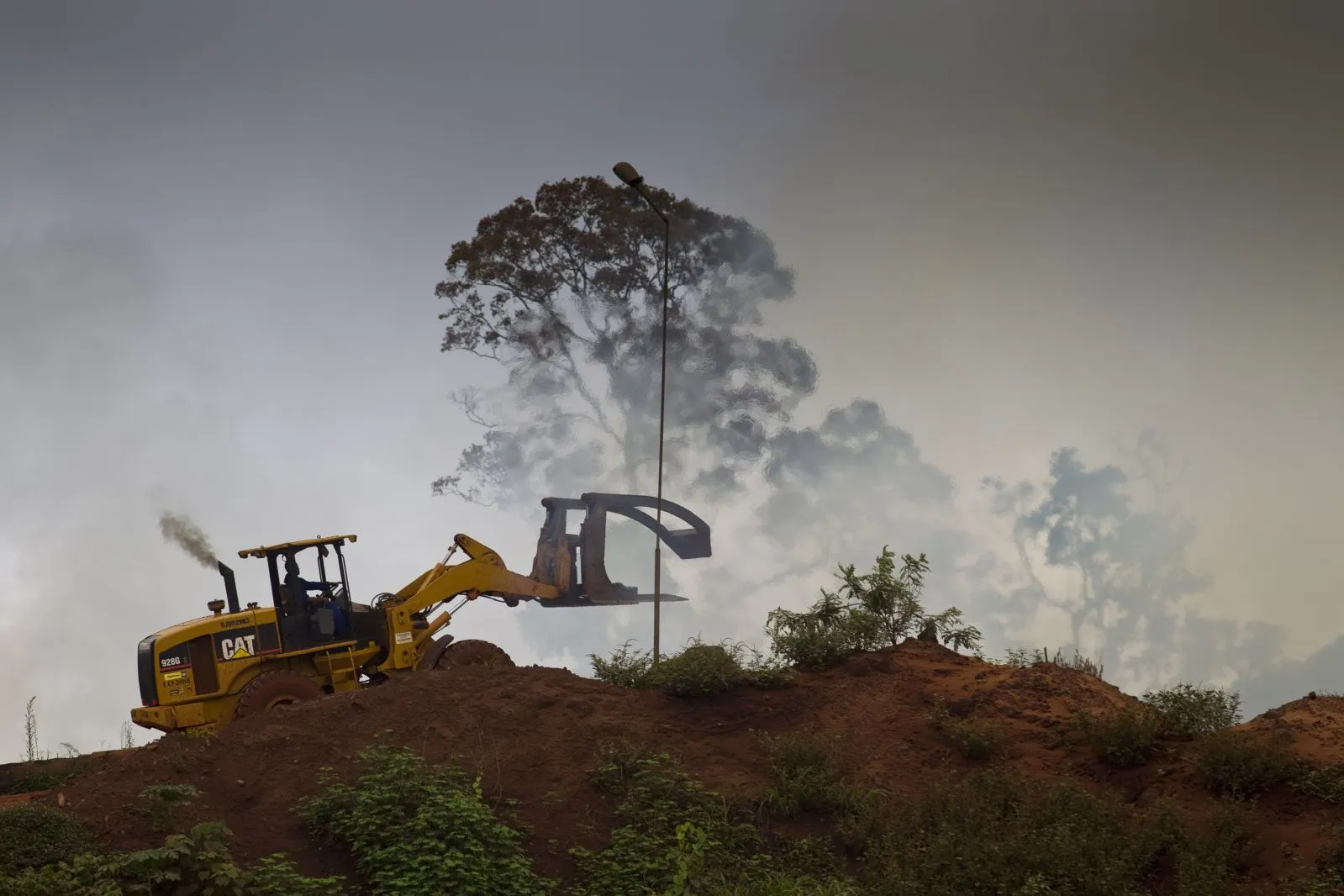 alessandra nava,biobank,conseguenze deforestazione amazzonia,conseguenze della deforestazione,coronavirus,coronavirus animale portatore,coronavirus pipistrello pangolino,coronavirus pipistrello uomo,covid-19,daniela montalto,deforestazione amazzonia,deforestazione asia,deforestazione conseguenze,deforestazione coronavirus,greenpeace,greenpeace deforestazione,jair bolsonaro,malattia di lyme,mercato umido cina,mercato umido wuhan,mers,sarbecovirus,sars,tierra smiley evans,università della california
