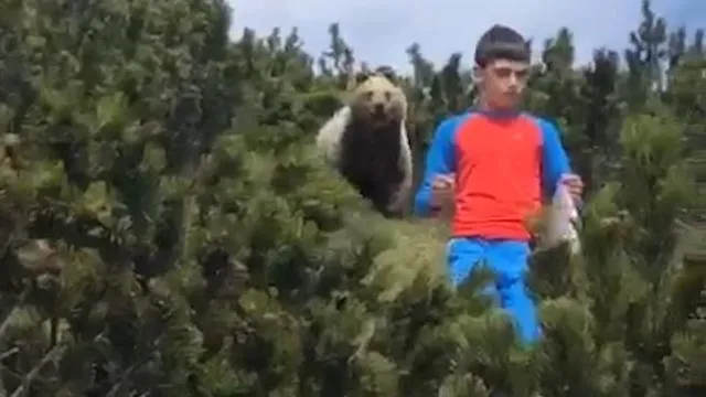 orso bambino trentino video,sporminore, orso bruno, orso trentino, trentino tv, orso in trentino, orso val di non, video orso trentino, orso m49, dolomiti del brenta, orso spormaggiore, video orso, orso bambino, trentino orso, orsi in trentino, mamiya 645, bambino orso, orsi trentino, orso in trentino oggi, orso a calliano, orso trentino video, orso scappato in trentino, indal trento