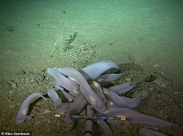 ambiente,articolo 9 costituzione tutela ambiente,conduttore di terra,contatore elettrico,fossa delle marianne,fossa delle marianne animali,fossa delle marianne pesci,fossa delle marianne profondità,fossa delle marianne video,fossa di kermadec,foto inquinamento ambientale,inquinamento ambientale,inquinamento degli oceani,inquinamento mercurio,inquinamento oceani,inquinamento oceani e mari,inquinamento oceani focus,joel blum,kelly walsh,lampadine a risparmio energetico,mercurio inquinamento acque,mercurio mare,mercurio negli oceani,mercurio nel mare perche,notizie ambiente 2020,notizie ambiente ecologia,notizie ambiente inquinamento,oceani del mondo,oceani mondo,problema ambientale,quante lettere ci sono nell'alfabeto,quanti continenti ci sono nel mondo,ringwoodite,sistema terra,sugli,sviluppo sostenibile definizione