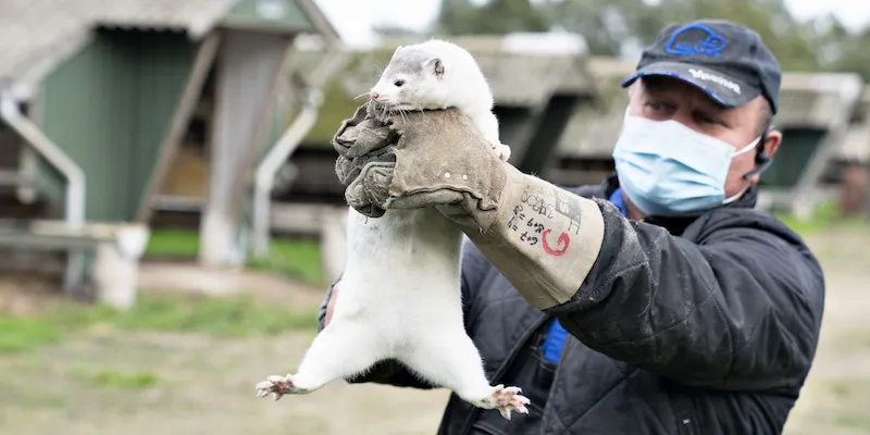 animali selvatici covid,animali selvatici covid 19,coordinamento sorveglianza epidemiologica covid 19,coronavirus danimarca,coronavirus danimarca casi,coronavirus danimarca contagi,coronavirus danimarca dati,coronavirus danimarca news,coronavirus danimarca oggi,coronavirus danimarca ultime notizie,coronavirus danimarca visoni,coronavirus europa