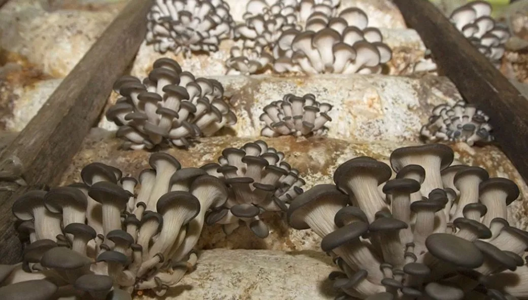 cladosporium sphaerospermum, cladosporium sphaerospermum chernobyl, cladosporium sphaerospermum radiation, Disastro di Cernobyl, fungo chernobyl, fungo chernobyl marte, fungo chernobyl radiazioni, fungo di chernobyl, fungo mutante em chernobyl, fungo nero chernobyl, fungo radioattivo chernobyl, fungo radiotrofico chernobyl