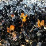 Gli scienziati hanno scoperto un nuovo tipo di esplosione spaziale, 10 volte più potente di una supernova