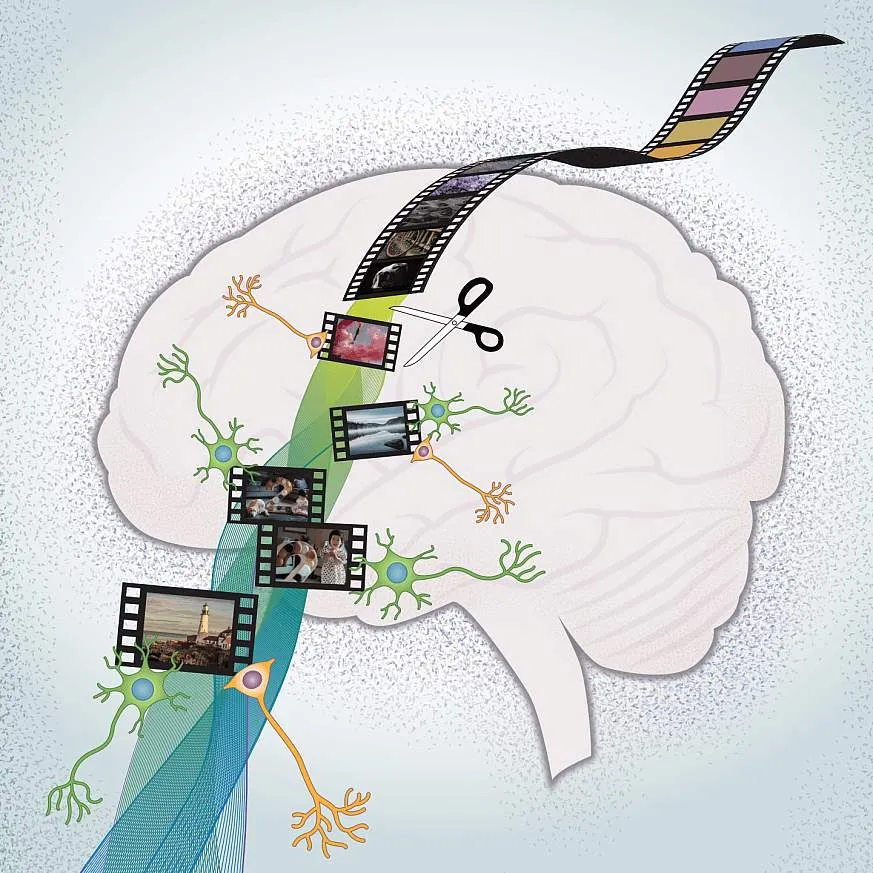 ultime scoperte sul cervello