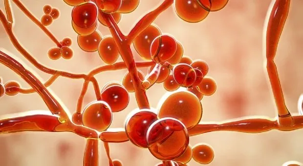Candida Auris, Istituto Superiore di Sanità, ISS, CDC, OMS, Organizzazione Mondiale della Sanità, candida auris sintomi, fungo killer, candida auris cos'è, fungo america, candida auris come si trasmette, candida auris sintomi iniziali, cos'è la candida auris, candida auris italia, deadly fungus, sintomi candida auris, fungal infection, fungo candida auris, candida auris come si prende, candida auris pisa