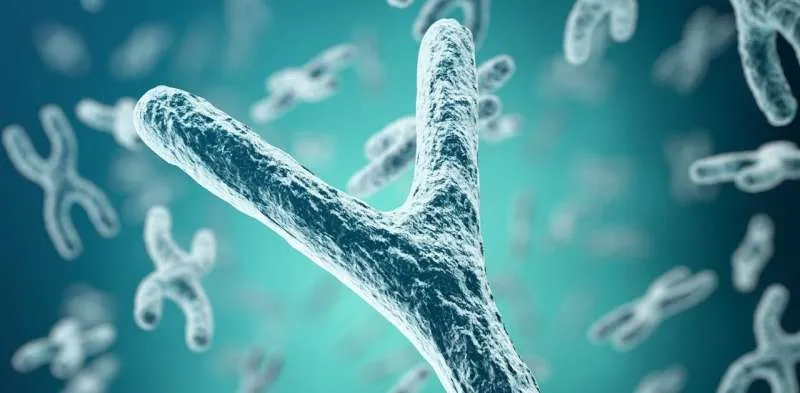 CHM13, cromosoma y, T2T, genoma umano, genoma cos'è, genoma umano cos'è, genoma umano lunghezza, genoma umano quanti geni, genoma umano cromosomi, cromosomi umani, cromosomi sessuali, cromosomi x y, cromosomi uomo, cromosomi maschili, cromosomi sessuali xy, cromosomi sessuali maschili, cromosomi sessuali dove sono, cromosomi sessuali uomo, cromosoma y maschio, cromosoma fertilità maschile, cromosomi e fertilita, genetica scoperta, genoma scoperta, sequenza genetica genoma