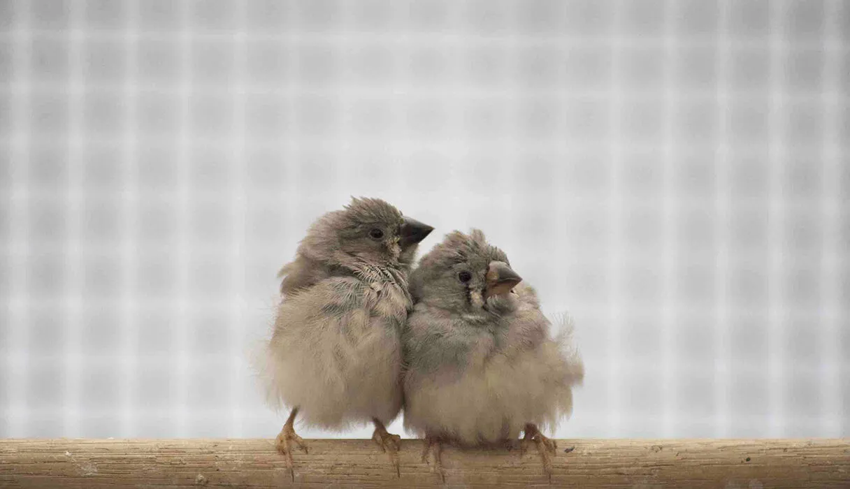 inquinamento acustico, inquinamento acustico cos'è, inquinamento acustico rimedi, inquinamento acustico ricerca breve, inquinamento acustico conseguenze