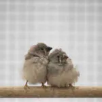 La NASA sospende le attività scientifiche dell’Hubble a causa di un problema con il giroscopio