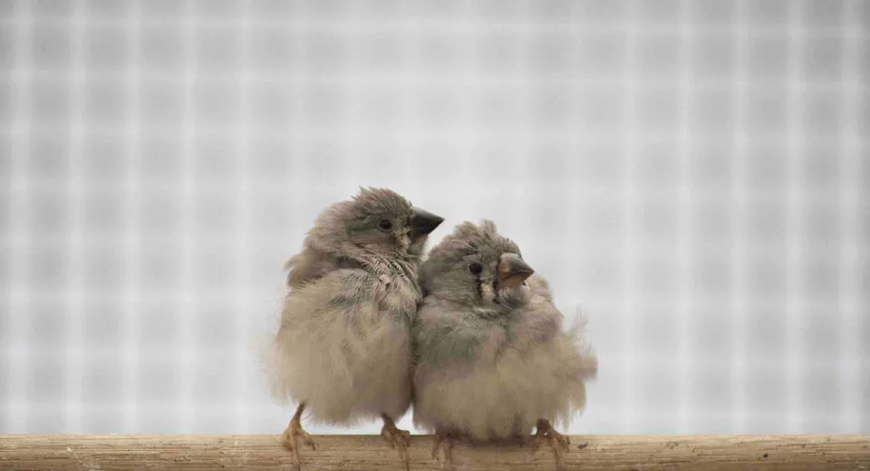 inquinamento acustico, inquinamento acustico cos'è, inquinamento acustico rimedi, inquinamento acustico ricerca breve, inquinamento acustico conseguenze