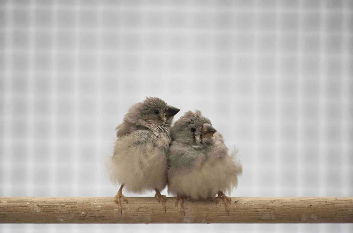 inquinamento acustico, inquinamento acustico cos'è, inquinamento acustico rimedi, inquinamento acustico ricerca breve, inquinamento acustico conseguenze