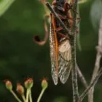 Non sei estroverso o introverso? C’è una parola per questo.