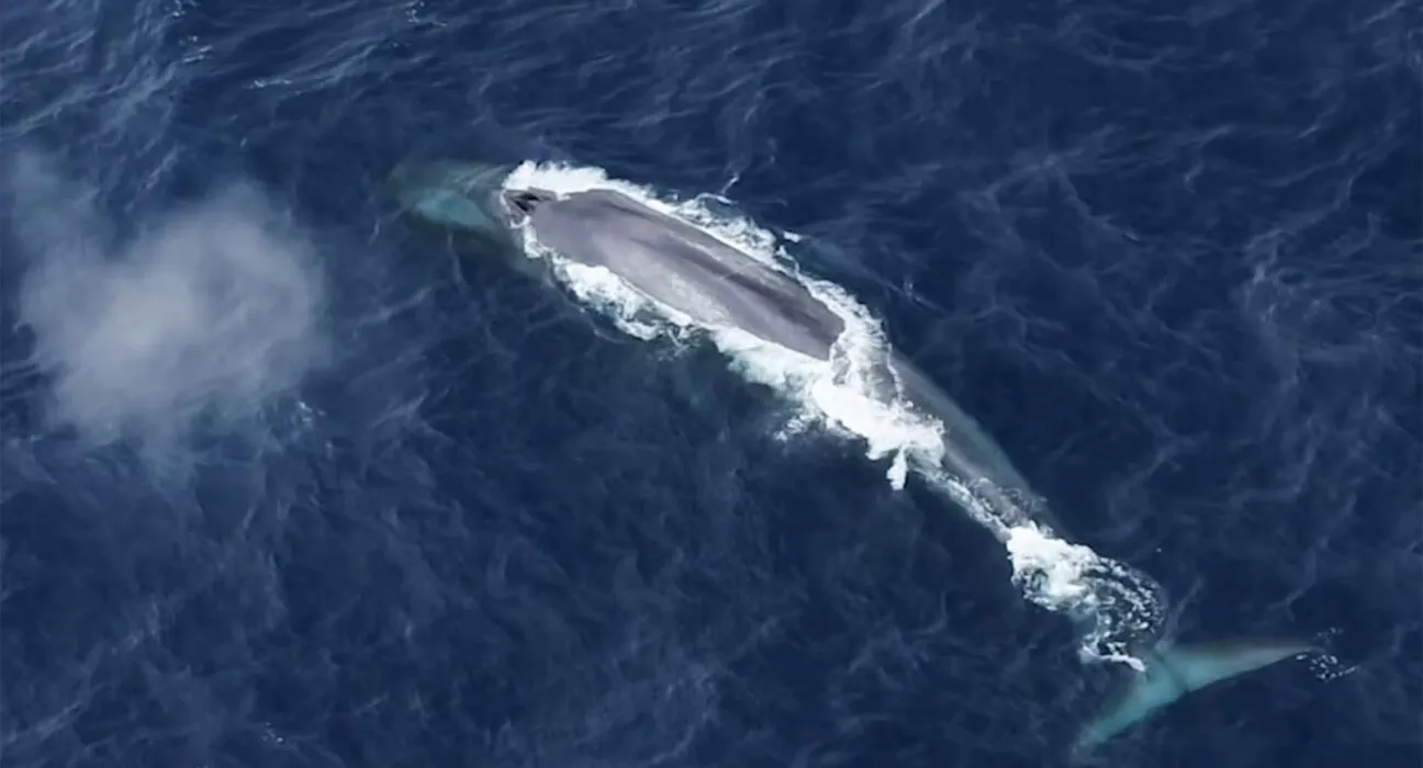 AAD, chiamate Z, z calls, D calls, Chiamate D, balena azzurra, balena azzurra lunghezza, balena azzurra peso, balena azzurra immagini, balena azzurra più grande del mondo, balena azzurra verso, balena estinta, balena estinzione