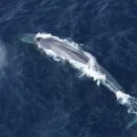 Orango ferito visto mentre usa una pianta come medicina